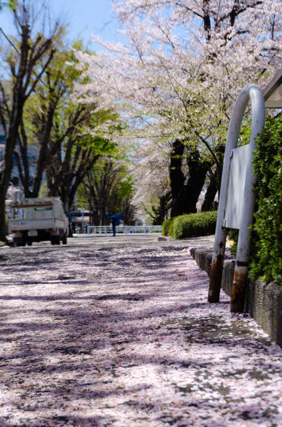 Cherry blossoms are Japan's spring flowers. It's seen all over Japan, and everyone loves it because it's beautiful.