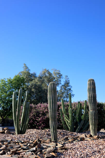 istock Columnar Saguaro and Cereus Cacti in Arizona Desert Style Xerscaping 2153756566