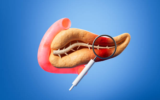 istock Human pancreas, gall bladder organ model, 3d rendering. 2153756886