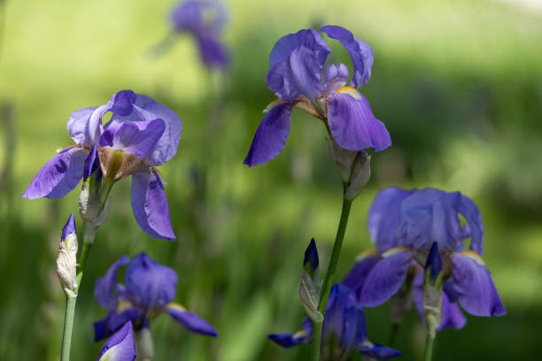 istock Blue color bearded iris flowers in bloom 2153758788