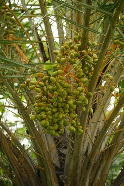 Close-up of ripe Phoenix dactylifera fruit on the tree
