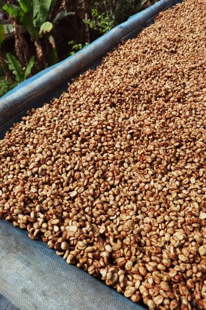 istock Close up of coffee beans drying 2153761458
