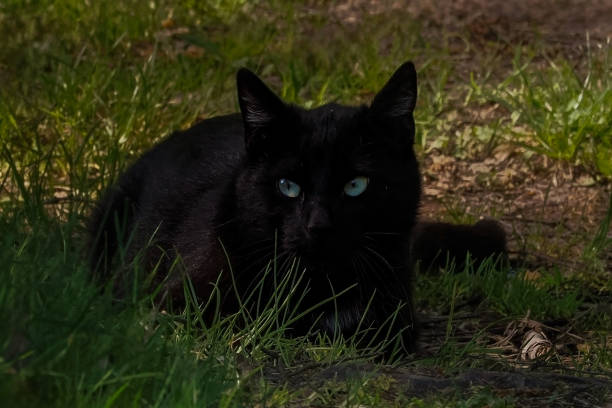 Black cat in bird hunting position