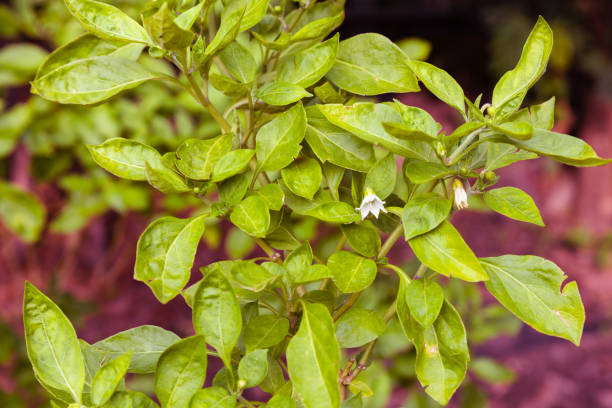 istock Chili plants and flowers 2153762070