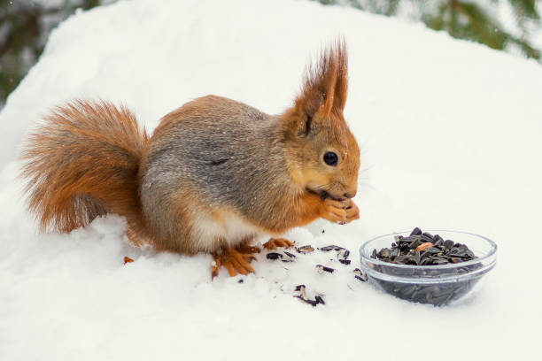 Fluffy wild squirrel in a winter snowy forest feeding on raw seeds.