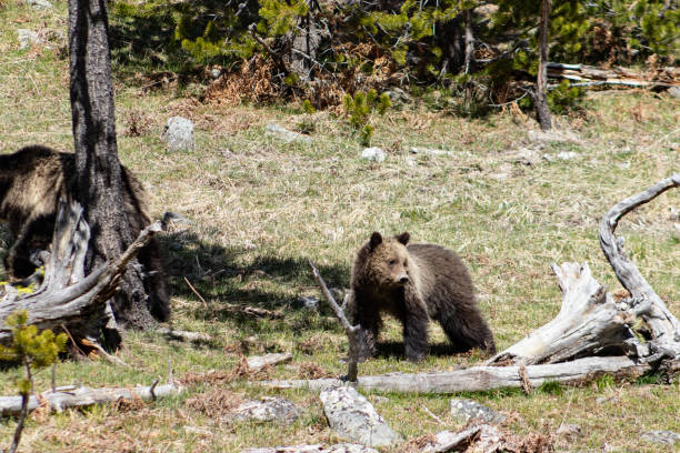 istock Young Grizzly Bear Cub Enjoying a Peaceful Stroll 2153763145