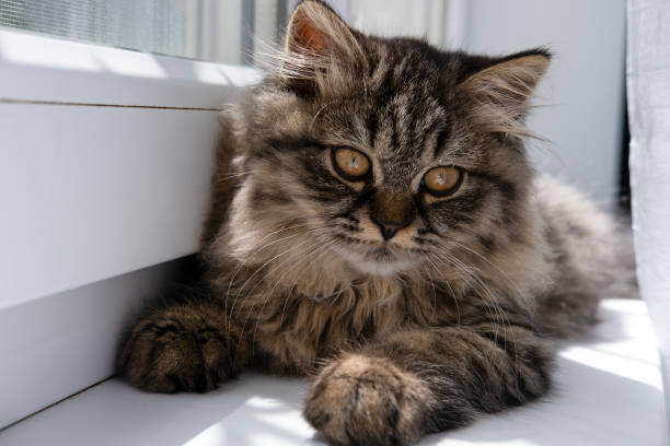 istock small fluffy gray cat sitting on the window. 2153765676