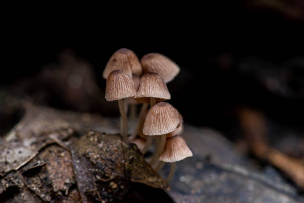 istock close up of Mushrooms on the tree 2153765701