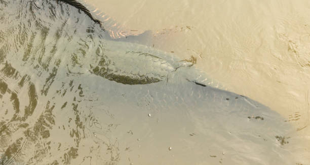 istock Arapaima swims on the surface of the water. Amazonian fish 2153771246