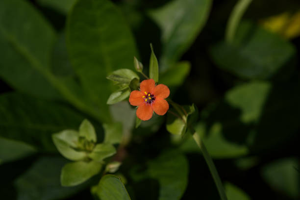 Scarlet pimpernel, Red chickweed
