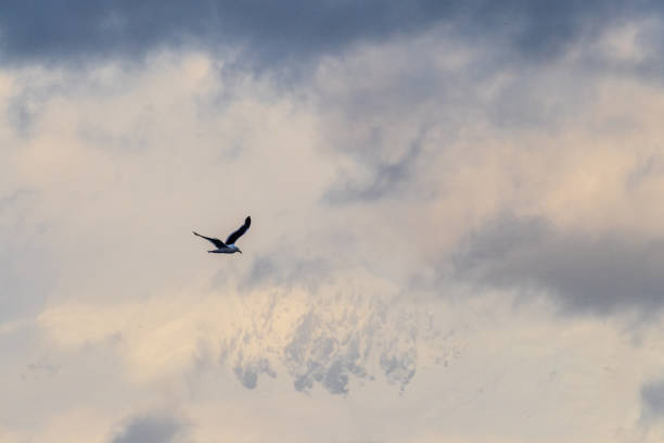 istock Close-up of a flying kelp gull 2153771569