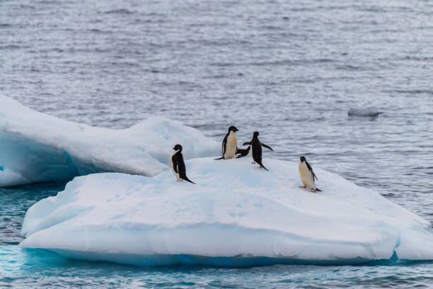 istock Adelie Penguins in Antarctica 2153771579