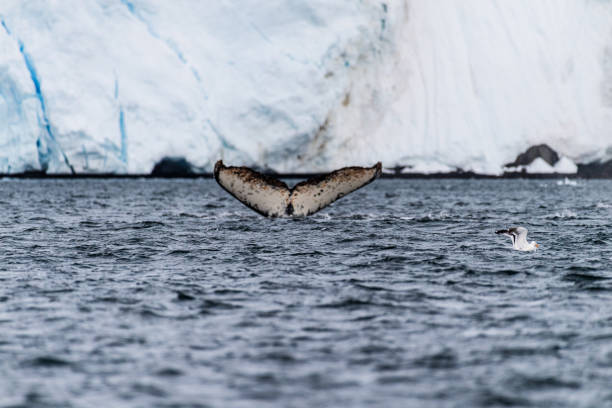 istock Tail of a humpback whale in the Antarctic 2153771676