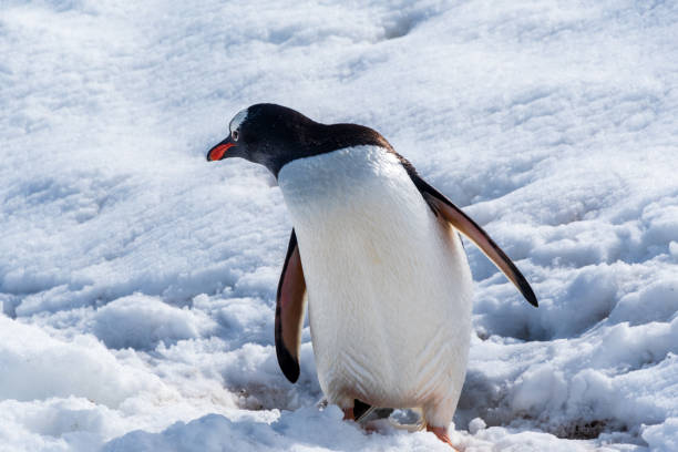 istock Close-up of a Gentoo Penguin on Trinity Island. 2153771682