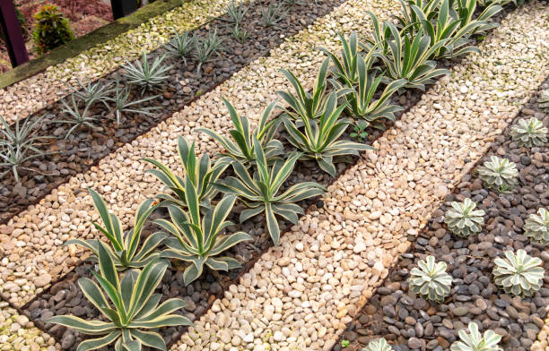 istock Cacti grow in the arboretum 2153772133