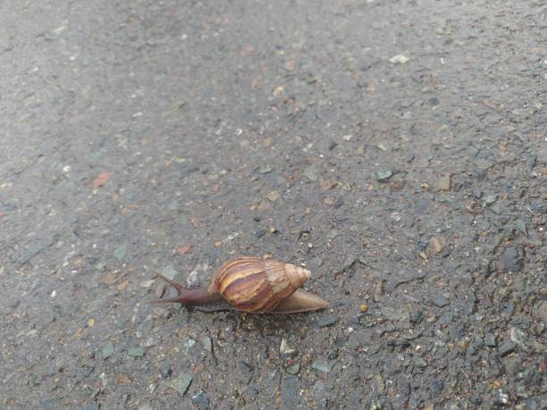 istock Snail crawling on wet road 2153773260