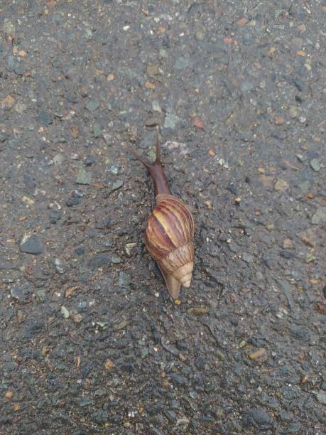 istock snails walking on a wet asphalt road 2153773269