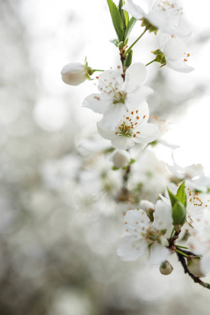 Spring blossom background. Beautiful nature scene with blooming tree on sunny day. Spring flowers. Beautiful orchard in Springtime. Abstract background