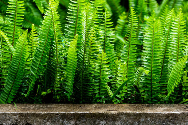 green fern leaves background