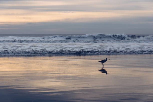istock Bird's reflection on the wet beach during sunset 2153775800