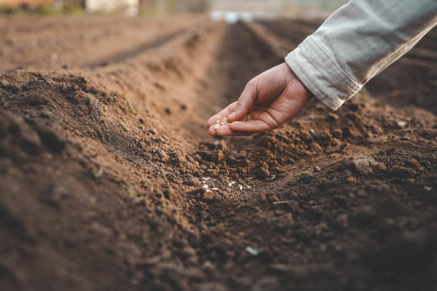 Farmer's hand planting seed in soil