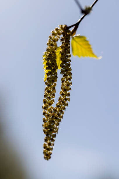 new foliage on birch trees in spring, beautiful new birch foliage in sunny weather
