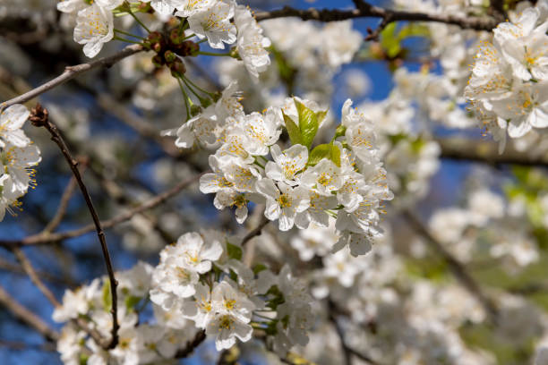 large inflorescences of white cherry blossoms in spring, a tree blooming in an orchard with white flowers in spring
