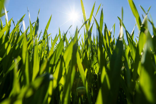 young wheat in the soil, wheat harvest in a monoculture field in eastern Europe