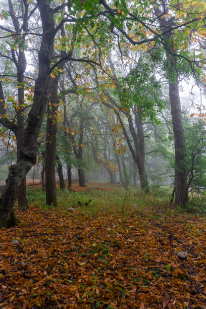 istock Autumn forest after rain, yellow leaves and approaching fog 2153778087