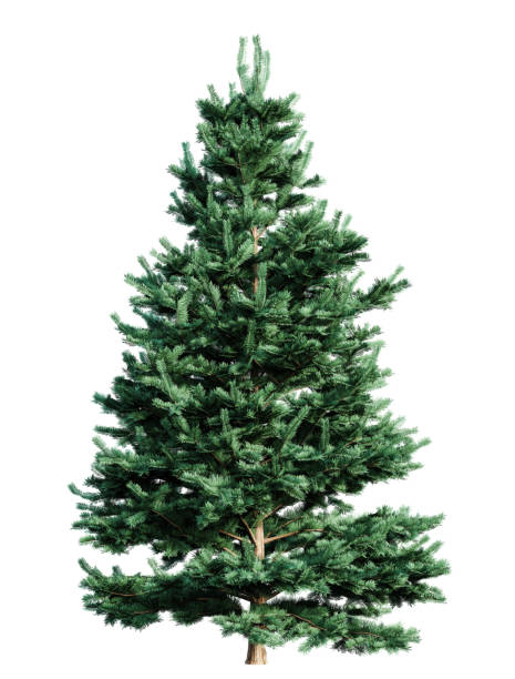 istock Abies Concolor fir tree isolated on white background. 3D render. 2153779001