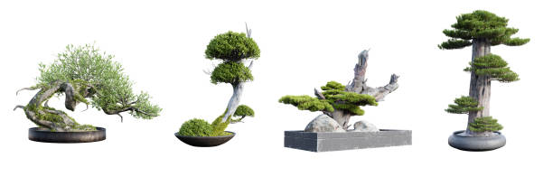 istock Set of bonsai trees isolated on white background. 3D render. 2153779008