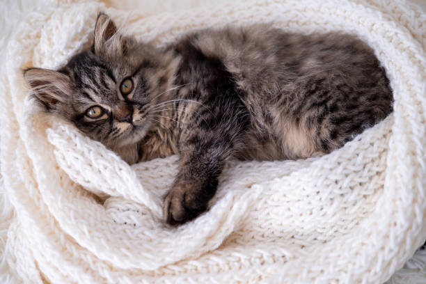 istock a small fluffy gray cat lies on a white blanket 2153780382