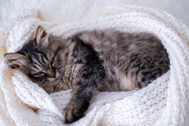 istock a small fluffy gray cat lies on a white blanket 2153780384