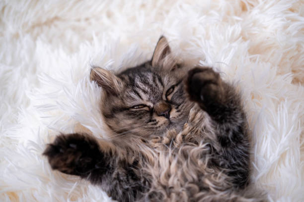 istock gray and red cat sleep on a white blanket 2153780513