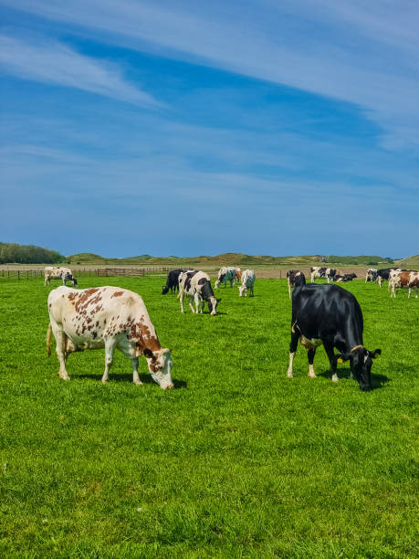 A harmonious scene unfolds as a group of cows peacefully graze on the lush green fields of Texel, Netherlands