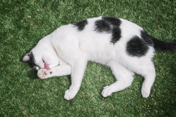 istock A black and white cat playful on grass 2153782520