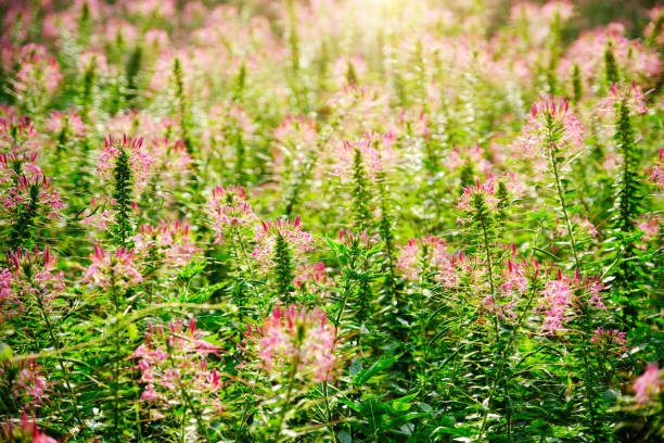 spider flower, Cleome pink flower