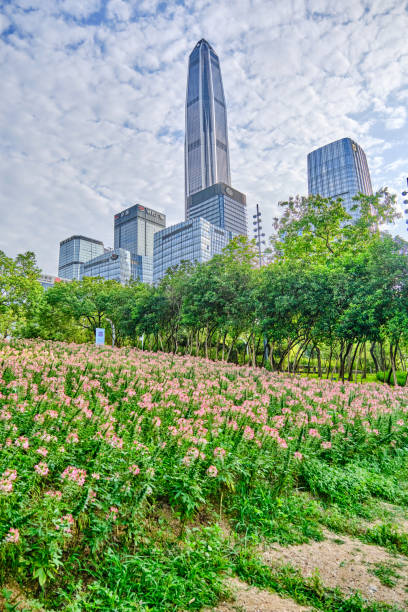 istock Cleome Spinosa or spider flower field 2153783404