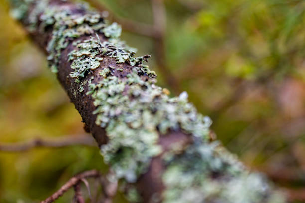 A macro shot of lichen thriving on a tree branch, showcasing the intricate textures and natural beauty. Perfect for botanical studies, nature projects, or environmental education.