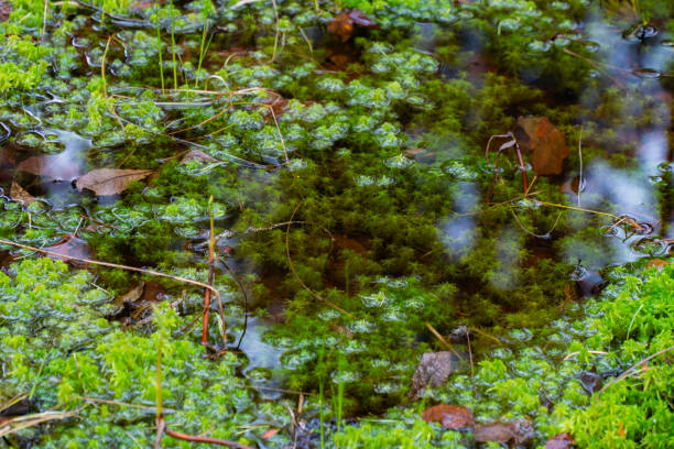 istock Close-up of Moss and Water on a Forest Floor 2153785759