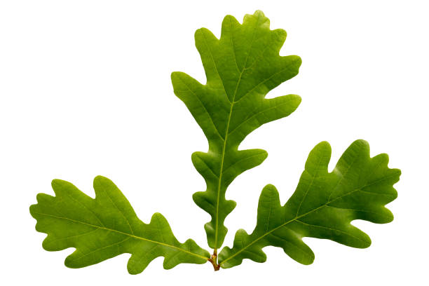 istock oak branch with green leaves 2153785905