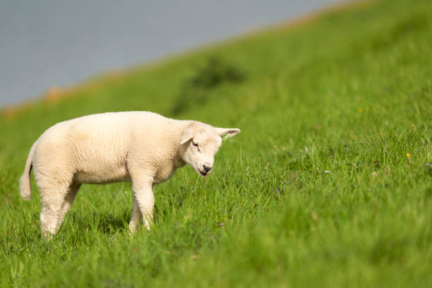 Sheep on the water at Easter. Netherlands, Zeeland, Oosterschelde.