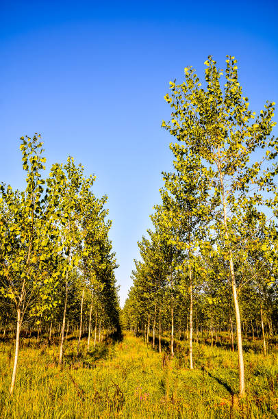 istock A row of trees with a blue sky in the background 2153787641