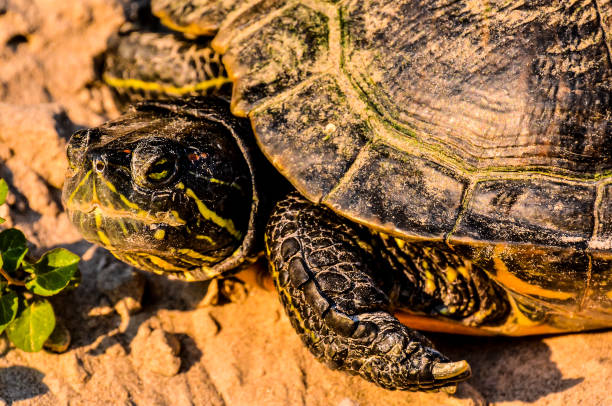 istock A turtle is laying on the ground with its head up 2153787642