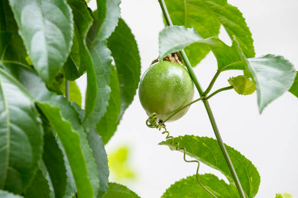 Fruit in the summer orchards full of green fruit