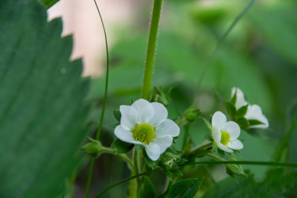 white strawberry flower in the garden.