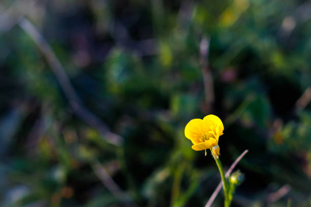 Bright, shiny yellow flower on meadow in spring, fresh green grass in the background, vibrant colors, at dusk