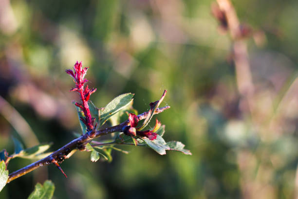 Dark pink flower on meadow in spring, fresh green grass in the background, vibrant colors
