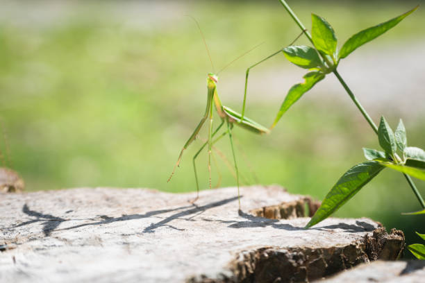 Macro shot of an European praying mantis (Mantis religiosa) waiting for prey among green leaves.
