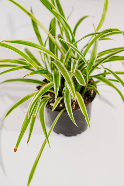 istock Chlorophytum in a black pot on a white background. 2153801468